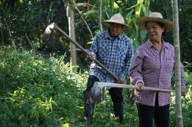 Asyalı yaşlı bir kadın ve bir erkek bahçede birlikte çalışarak, toprağı işlemek için çapaları kullanıyorlar. Takım çalışmaları ve adanmışlıkları kırsal yaşamı, tarımı ve sürdürülebilir yaşamı yansıtıyor..                                   