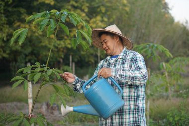 Asyalı çiftçi hasır şapka takıp bahçedeki mavi sulama kutusuyla genç bir ağacı suluyor. Bitkilerle ilgilenmek, sürdürülebilir bahçıvanlık, çevre dostu tarım, kırsal yaşam tarzı ve doğa koruma kavramı.