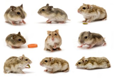 Hamster Baby collage set clipart