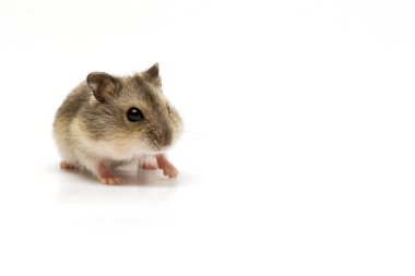Hamster bebek bir ay önce