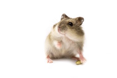 Hamster bebek koklama