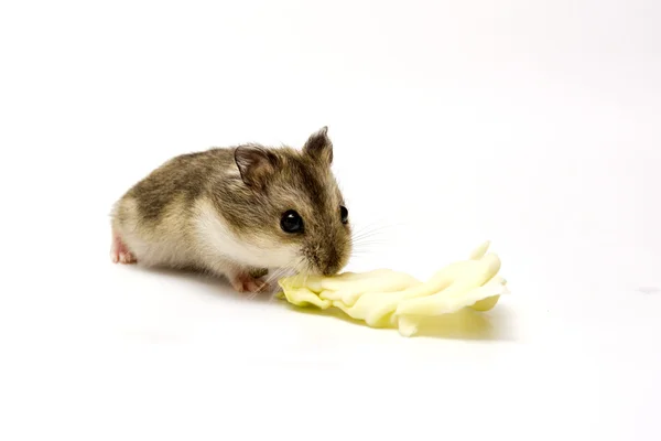 Hamster eten Salade — Stockfoto