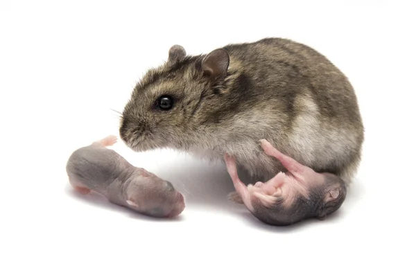婴儿与母亲的仓鼠 — 图库照片