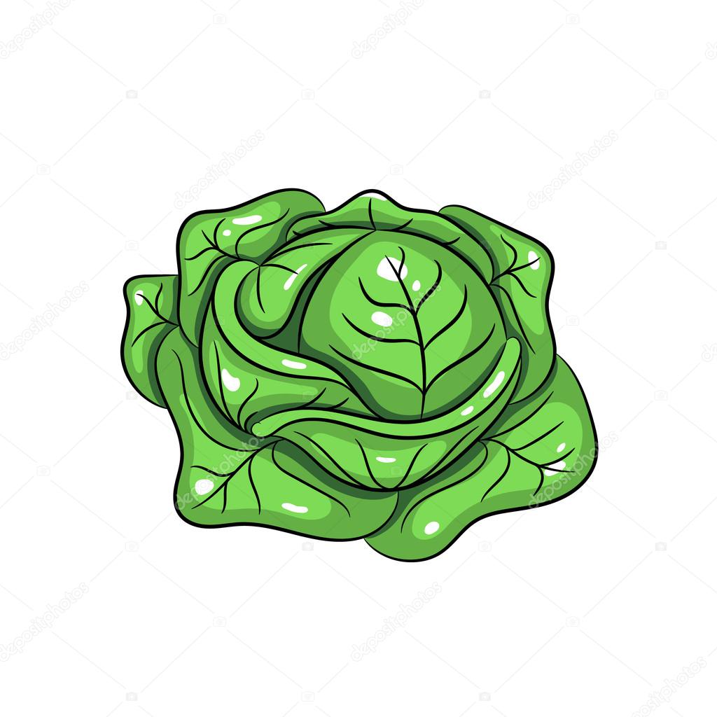 かわいい動物画像 綺麗なイラスト キャベツ
