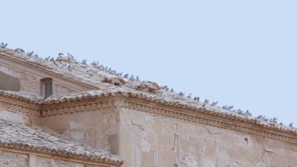 Azotea con palomas — Vídeo de stock