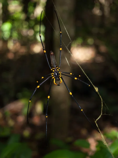 Cape Tribulation Queensland Australia 2013 Golden Orb Spider Arachnid Appeso — Foto Stock