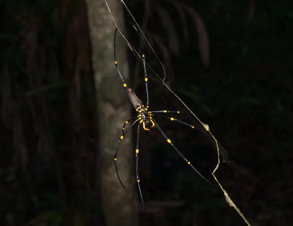 Ακρωτήριο Τριμπιουλέισον Queensland Αυστραλία 2013 Αραχνοειδές Έντομο Αράχνη Χρυσή Σφαίρα — Φωτογραφία Αρχείου