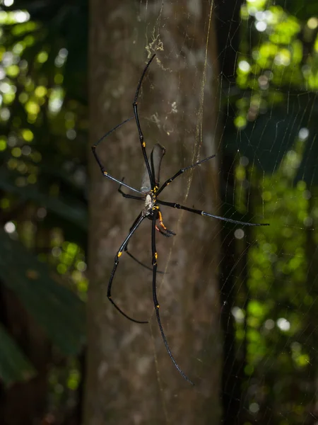 Cape Tribulation Queensland Australia 2013 Golden Orb Spider Arachnid Appeso — Foto Stock