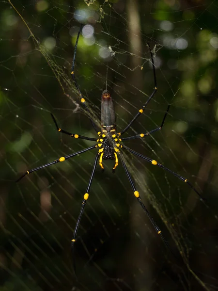 Cape Tribulation Queensland Australia 2013 Golden Orb Spider Arachnid Appeso — Foto Stock