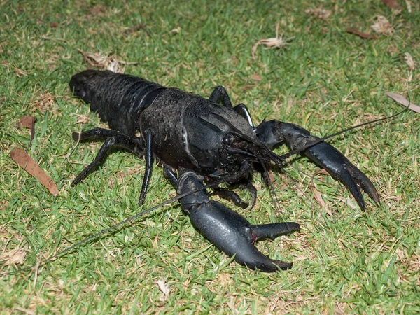 西澳大利亚野生黑栗子小龙虾 — 图库照片