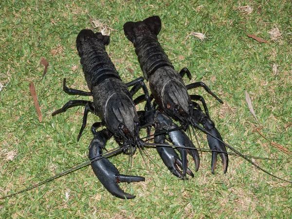 Western Australian Wild Black Marron Crayfish — Stock Photo, Image