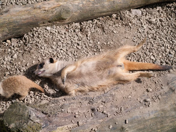 Meerkat Lying Its Back Sunshine Baby Meerkat — Stock Photo, Image