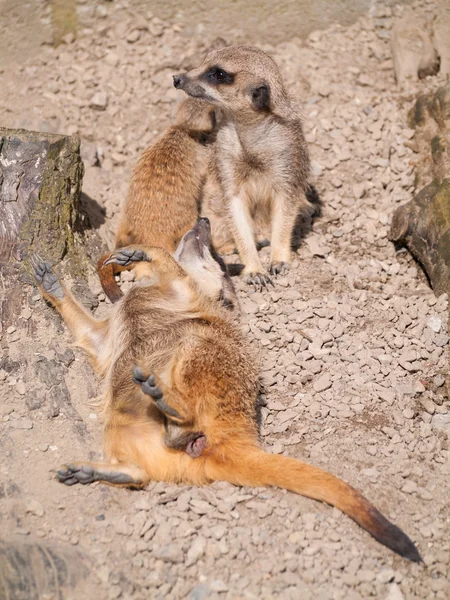 Meerkats Sunshine Baby Meerkat — Stock Photo, Image