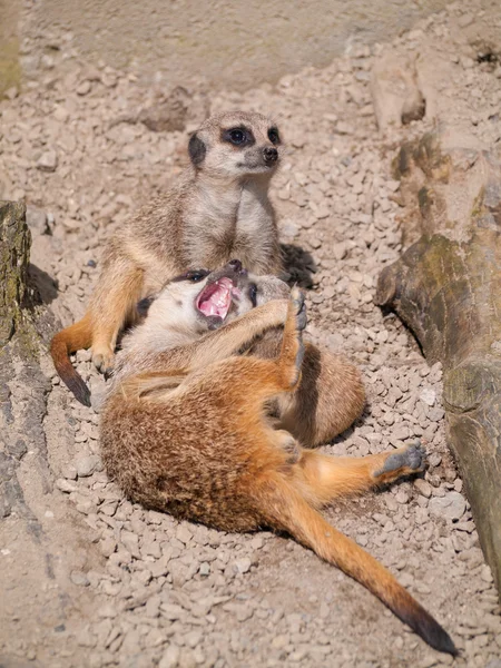 Meerkats Sunshine Baby Meerkat — Stock Photo, Image