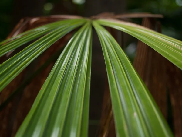 Tropisch Regenwoud Jungle Close Macro Van Planten Bomen — Stockfoto