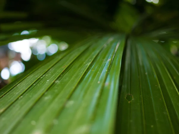 Forêt Tropicale Tropicale Jungle Près Macro Plantes Arbres — Photo