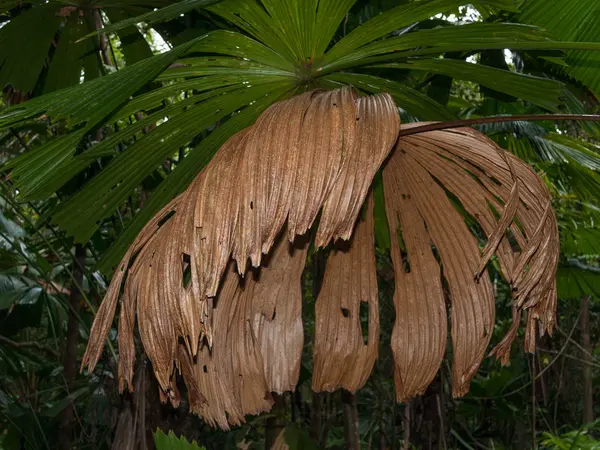 Tropisch regenwoud jungle planten en bomen — Stockfoto