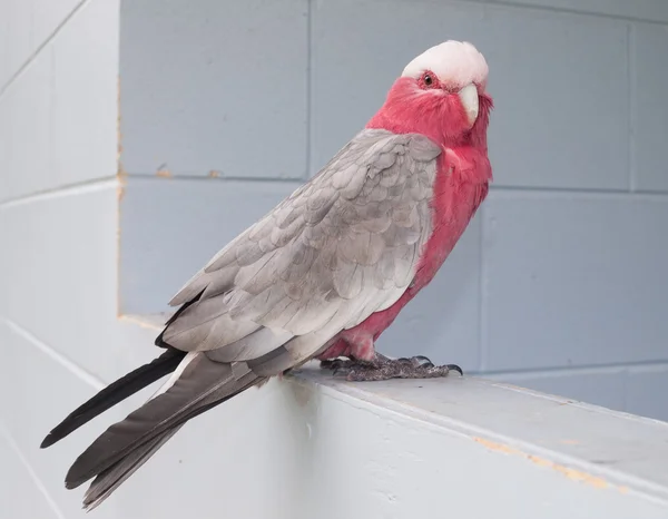 Avustralya vahşi pembe galah kuş bir soluk mavi duvar üzerinde durdu
