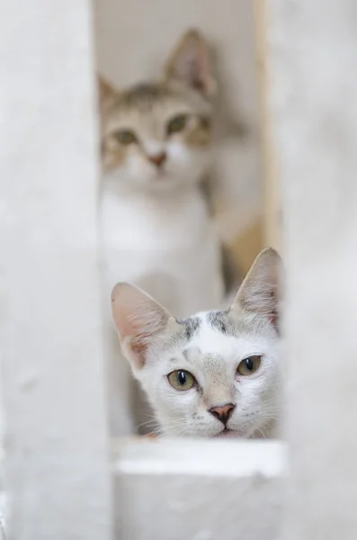 Wild giovani selvatici gatti selvatici di strada che fissano la fotocamera — Foto Stock