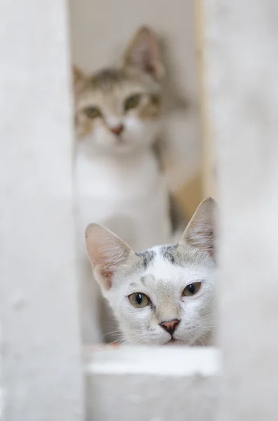Wild giovani selvatici gatti selvatici di strada che fissano la fotocamera — Foto Stock