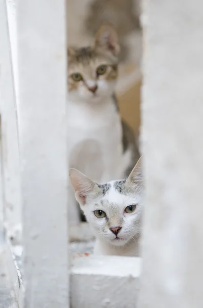 Selvagens jovens gatos selvagens de rua olhando para a câmera — Fotografia de Stock