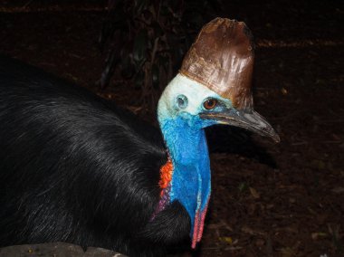 Güzel renkleri gösterilen Avustralya Cassowary kuş.