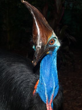 Güzel renkleri gösterilen Avustralya Cassowary kuş.