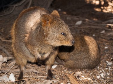 Koyun kesilen ağacın etrafında sokulmuş bir alanda soğuk Avrupa buzlu kışlık