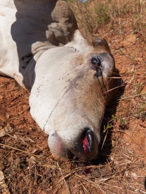 Batı Avustralya, Avustralya, 06/02/2015, Pinnacles çöl, Nambung Milli Parkı