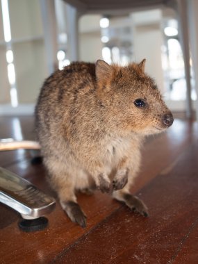 Bir kafede yiyecek arayan rottnest Adası Avustralya Quokka