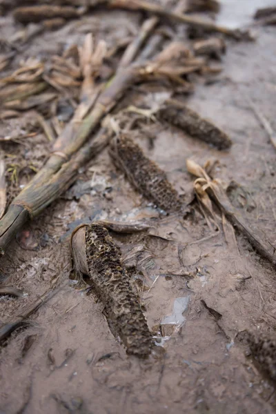 Hnití Rostlin Kukuřice Mrtvé Ledově Chladné Oblasti Kruté Zimy Zabíjí — Stock fotografie