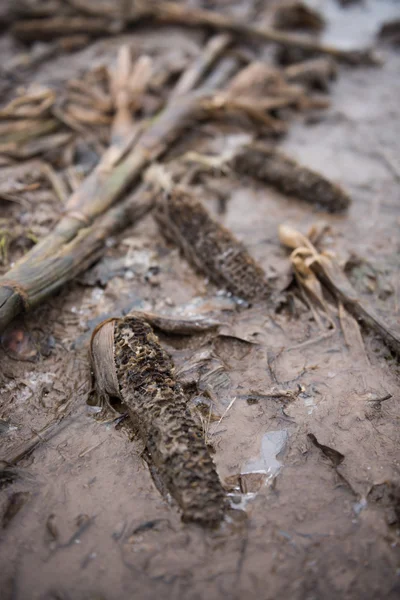 Hnití rostlin kukuřice na mrtvé a ledově chladné oblasti. Kruté zimy zabíjí plodiny — Stock fotografie