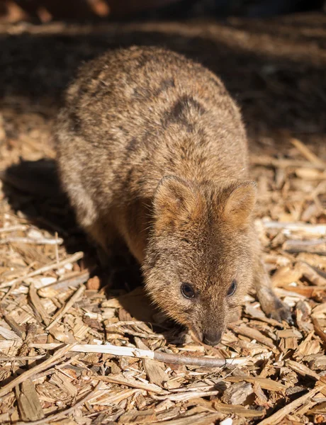 Quokka australiano na ilha mais podre — Fotografia de Stock