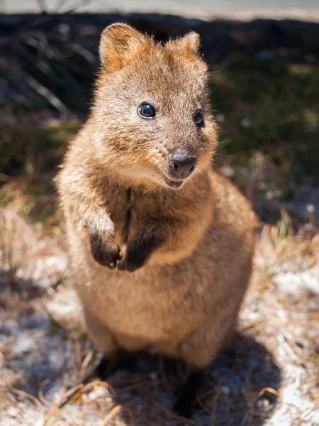 Quokka Australiano Ilha Podre Olhando Para Câmera — Fotografia de Stock