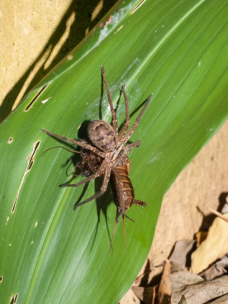 Un ragno cacciatore che attacca e trasporta una locusta — Foto Stock