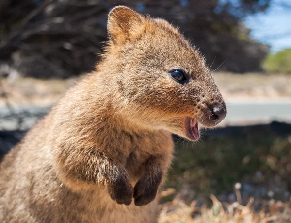 Australijski Kuoka na rottnest wyspa profil — Zdjęcie stockowe