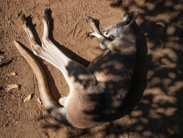 Canguru australiano relaxante ao sol — Fotografia de Stock