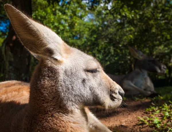 Canguru australiano relaxante ao sol — Fotografia de Stock