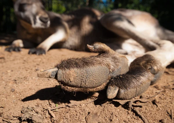 Australian kangaroo foot close up — Stock Photo, Image