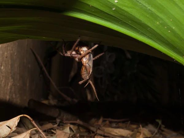 Un ragno cacciatore che attacca e trasporta una locusta — Foto Stock