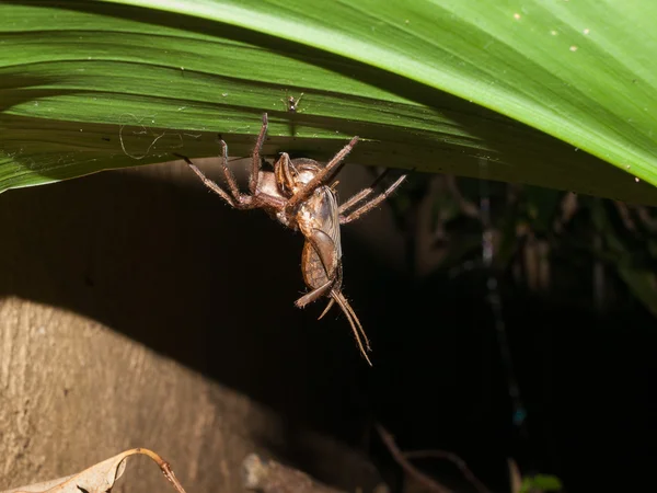 Un ragno cacciatore che attacca e trasporta una locusta — Foto Stock