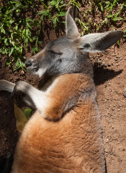 Canguru australiano relaxante ao sol — Fotografia de Stock