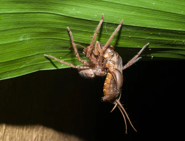 Un ragno cacciatore che attacca e trasporta una locusta — Foto Stock