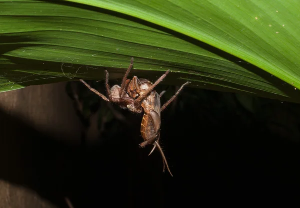 Un ragno cacciatore che attacca e trasporta una locusta — Foto Stock