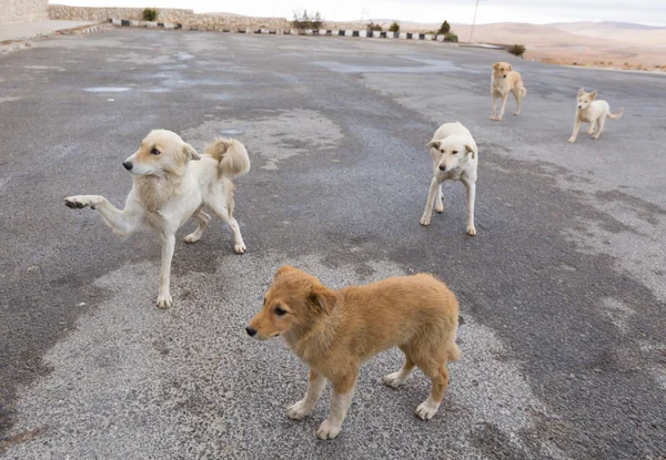 stock image A pack of wild mongrel dogs begging for food