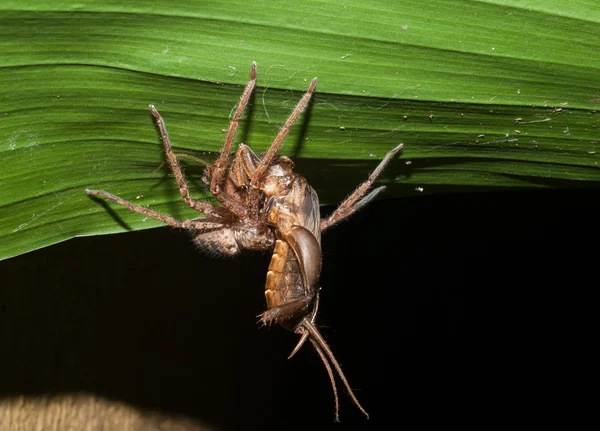 Un ragno cacciatore che attacca e trasporta una locusta — Foto Stock