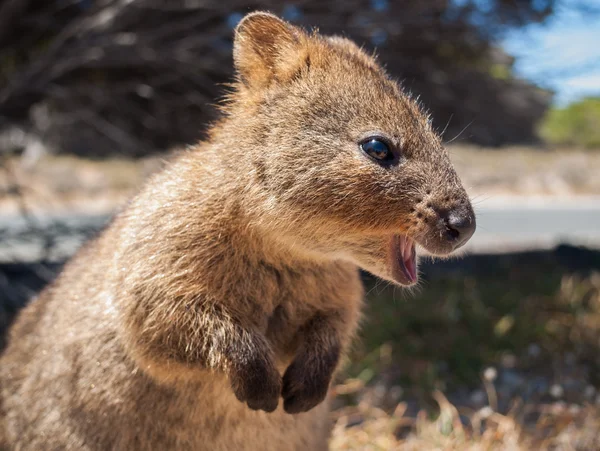 Australian Quokka on rottnest island profile — Stock Photo, Image