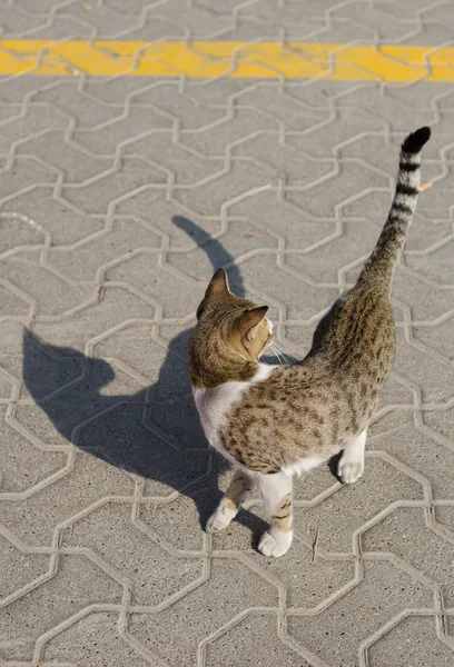 A homeless street cat looking for food and casting a cat shadow — Stock Photo, Image