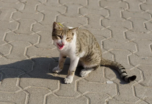 Un gatto senzatetto che piange e mostra i denti — Foto Stock