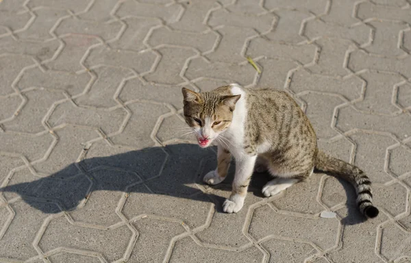 Un gatto senzatetto che piange e mostra i denti — Foto Stock